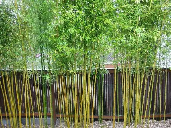 Bamboo Plants are a Great Option for You